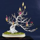 30 PCS Seeds Mini Magnolia Bonsai, Beautiful Flower Indoor or Ourdoor Potted 30 PCS Seeds Mini Magnolia Bonsai, Beautiful Flower Indoor or Ourdoor Potted