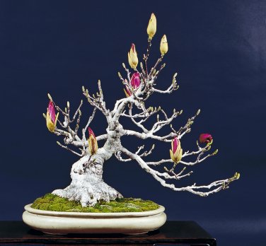 30 PCS Seeds Mini Magnolia Bonsai, Beautiful Flower Indoor or Ourdoor Potted