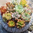 500 PCS Seeds Mini Potted Bonsai Succulent Cactus 500 PCS Seeds Mini Potted Bonsai Succulent Cactus
