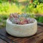 500 PCS Seeds Mini Potted Bonsai Succulent Cactus