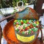 500 PCS Seeds Mini Potted Bonsai Succulent Cactus