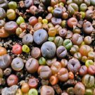 100 PCS Seeds Mix Lithops Bonsai Living Stones Succulent Cactus Organic Garden 100 PCS Seeds Mix Lithops Bonsai Living Stones Succulent Cactus Organic Garden
