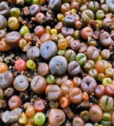 100 PCS Seeds Mix Lithops Bonsai Living Stones Succulent Cactus Organic Garden