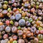 100 PCS Seeds Mix Lithops Bonsai Living Stones Succulent Cactus Organic Garden