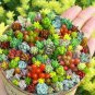 100 PCS Seeds Mix Lithops Bonsai Living Stones Succulent Cactus Organic Garden