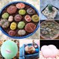 200 PCS Seeds Mix Lithops Plants Mix Varieties Succulents Plants Living Stone