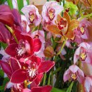 10 PCS Seeds Mixed 8 Colors Rare Cymbidium Orchid Plant 10 PCS Seeds Mixed 8 Colors Rare Cymbidium Orchid Plant