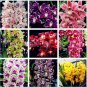 10 PCS Seeds Mixed 8 Colors Rare Cymbidium Orchid Plant