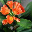 100 PCS Seeds Mixed 8 Types of Clivia Seeds Indoor Ornamental Clivia Flowers Potted Plants 100 PCS Seeds Mixed 8 Types of Clivia Seeds Indoor Ornamental Clivia Flowers Potted Plants
