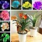 100 PCS Seeds Mixed 8 Types of Clivia Seeds Indoor Ornamental Clivia Flowers Potted Plants