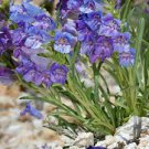 200 PCS Seeds Mixed Beardtongues Penstemon Perennial Flowering