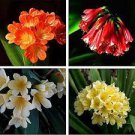 100 PCS Seeds Mixed Clivia Seeds Mixed 9 Colorful Colors 100 PCS Seeds Mixed Clivia Seeds Mixed 9 Colorful Colors
