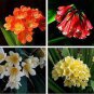 100 PCS Seeds Mixed Clivia Seeds Mixed 9 Colorful Colors