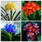 100 PCS Seeds Mixed Clivia Seeds Mixed 9 Colorful Colors