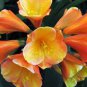 100 PCS Seeds Mixed Clivia Seeds Mixed 9 Colorful Colors