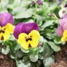 2000 PCS Seeds Mixed Color Rare Pansy Bonsai Wavy Viola Tricolor Flower Bonsai 2000 PCS Seeds Mixed Color Rare Pansy Bonsai Wavy Viola Tricolor Flower Bonsai