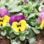 2000 PCS Seeds Mixed Color Rare Pansy Bonsai Wavy Viola Tricolor Flower Bonsai