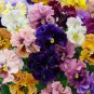 2000 PCS Seeds Mixed Color Rare Pansy Bonsai Wavy Viola Tricolor Flower Bonsai