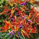 50 PCS Seeds Mixed Colorful Hot Colorful Pod Pepper Chili