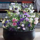 100 PCS Seeds Mixed Eustoma Seeds Imported Eustoma grandiflorum Mixed Dozens of Varieties 100 PCS Seeds Mixed Eustoma Seeds Imported Eustoma grandiflorum Mixed Dozens of Varieties