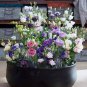 100 PCS Seeds Mixed Eustoma Seeds Imported Eustoma grandiflorum Mixed Dozens of Varieties