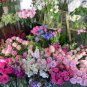 100 PCS Seeds Mixed Eustoma Seeds Imported Eustoma grandiflorum Mixed Dozens of Varieties