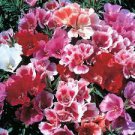 50 PCS Seeds Mixed Godetia Monarch Clarkia Amoena Flowers