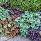 100 PCS Seeds Mixed Heuchera Bonsai Seeds Coral Flower Coral Bells 100 PCS Seeds Mixed Heuchera Bonsai Seeds Coral Flower Coral Bells