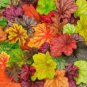100 PCS Seeds Mixed Heuchera Bonsai Seeds Coral Flower Coral Bells