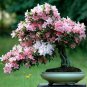 10 PCS Seeds Mixed Japanese Sakura Flores Bonsai Cherry Blossoms