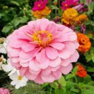 200 PCS Seeds Mixed Zinnia Bonsai Pretty Pastel Colors Perennial Bonsai for Home Garden