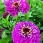 200 PCS Seeds Mixed Zinnia Bonsai Pretty Pastel Colors Perennial Bonsai for Home Garden