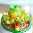 100 PCS Seeds Mountain Rose Bonsai Rare Succulent Bonsai Flower 100 PCS Seeds Mountain Rose Bonsai Rare Succulent Bonsai Flower