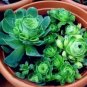 100 PCS Seeds Mountain Rose Bonsai Rare Succulent Bonsai Flower
