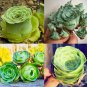 100 PCS Seeds Mountain Rose Bonsai Rare Succulent Bonsai Flower