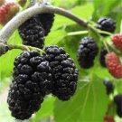 100 PCS Seeds Mulberry seeds Blackish Purple Big Fruit Edible