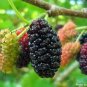 100 PCS Seeds Mulberry seeds Blackish Purple Big Fruit Edible