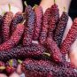 100 PCS Seeds Mulberry seeds Blackish Purple Big Fruit Edible