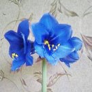 50 PCS Seeds Multi Color Amaryllis Flower Bonsai Hippeastrum Barbados Lily