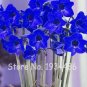 50 PCS Seeds Multi Color Amaryllis Flower Bonsai Hippeastrum Barbados Lily