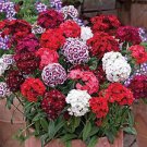 100 PCS Seeds Multicolored Carnation Bonsai Potted Flowers Balcony Bonsai Plant