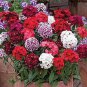 100 PCS Seeds Multicolored Carnation Bonsai Potted Flowers Balcony Bonsai Plant