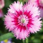 100 PCS Seeds Multicolored Carnation Bonsai Potted Flowers Balcony Bonsai Plant