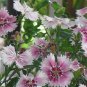 100 PCS Seeds Multicolored Carnation Bonsai Potted Flowers Balcony Bonsai Plant
