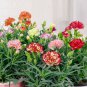 100 PCS Seeds Multicolored Carnation Bonsai Potted Flowers Balcony Bonsai Plant