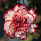 10 PCS Seeds Multicolored Dianthus Caryophyllus Bonsai