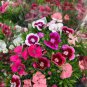 10 PCS Seeds Multicolored Dianthus Caryophyllus Bonsai