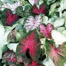 150 PCS Seeds Multiple Colour Thailand Caladium Bonsai of Perennial Rainbow Flower Garden