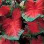 150 PCS Seeds Multiple Colour Thailand Caladium Bonsai of Perennial Rainbow Flower Garden