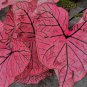 150 PCS Seeds Multiple Colour Thailand Caladium Bonsai of Perennial Rainbow Flower Garden